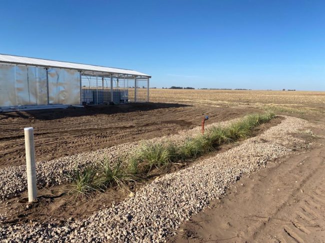 ZONA DE FITORREMEDIACIÓN O "CORTINA VEGETAL", DESTINO FINAL DE LOS RESIDUOS REMANENTES LUEGO DE LA FASE DE BIORREMEDIACIÓN
